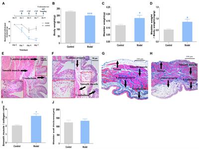 Low-Dose Cyclophosphamide Induces Nerve Injury and Functional Overactivity in the Urinary Bladder of Rats